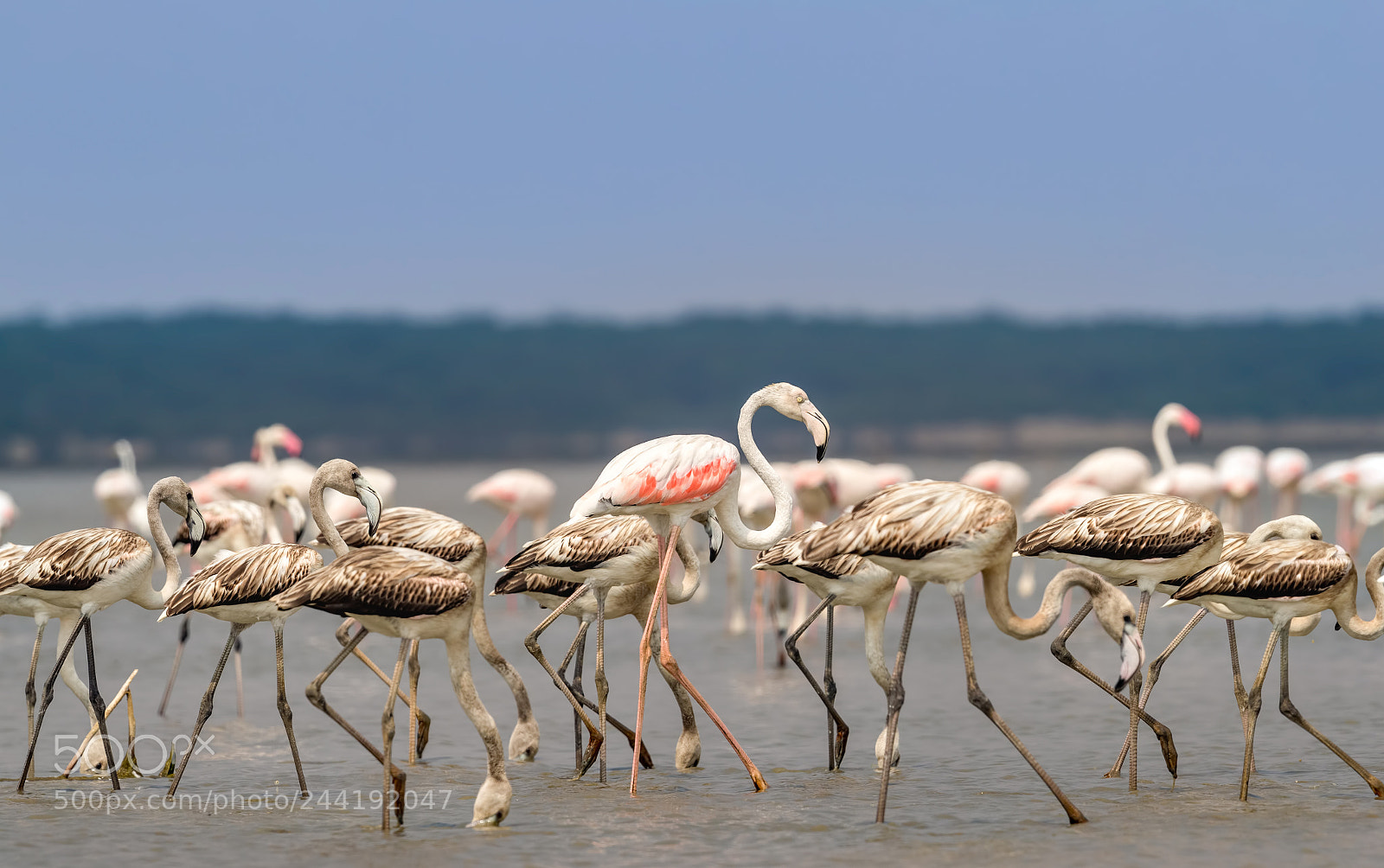 Canon EOS-1D X Mark II sample photo. Flamingos in pulicat lake photography