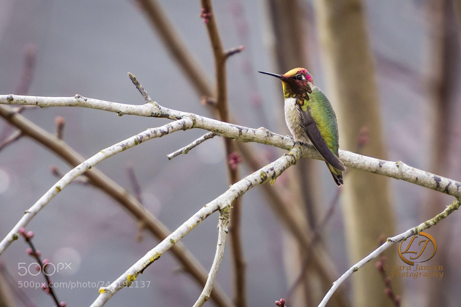 Nikon D7200 sample photo. Beautifully colored hummingbird photography