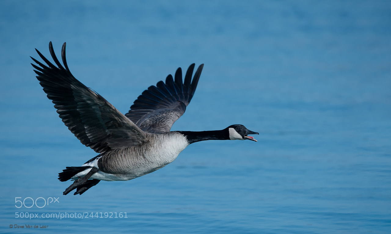 Nikon D810 sample photo. Take-off photography