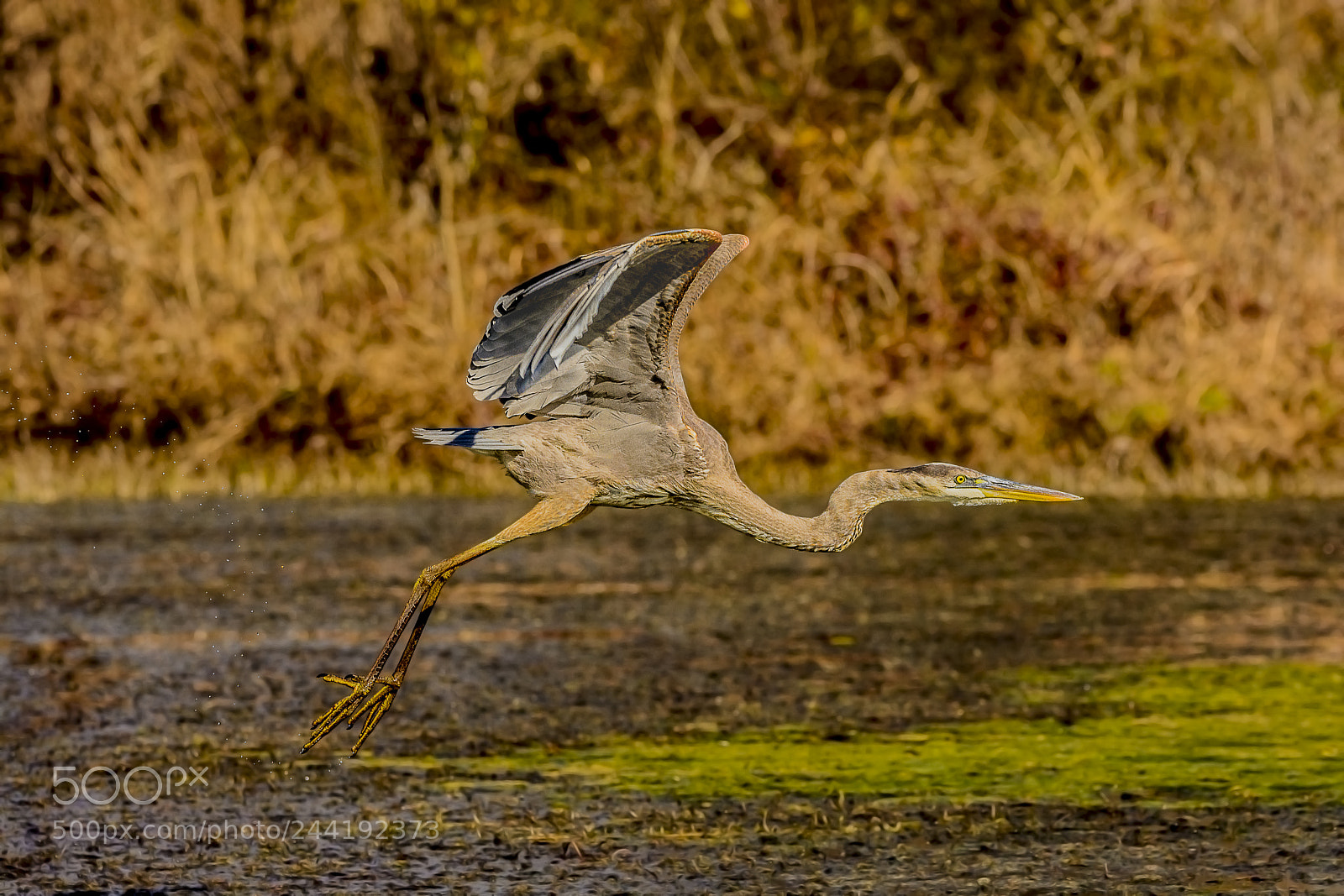 Nikon D7100 sample photo. Great blue heron photography