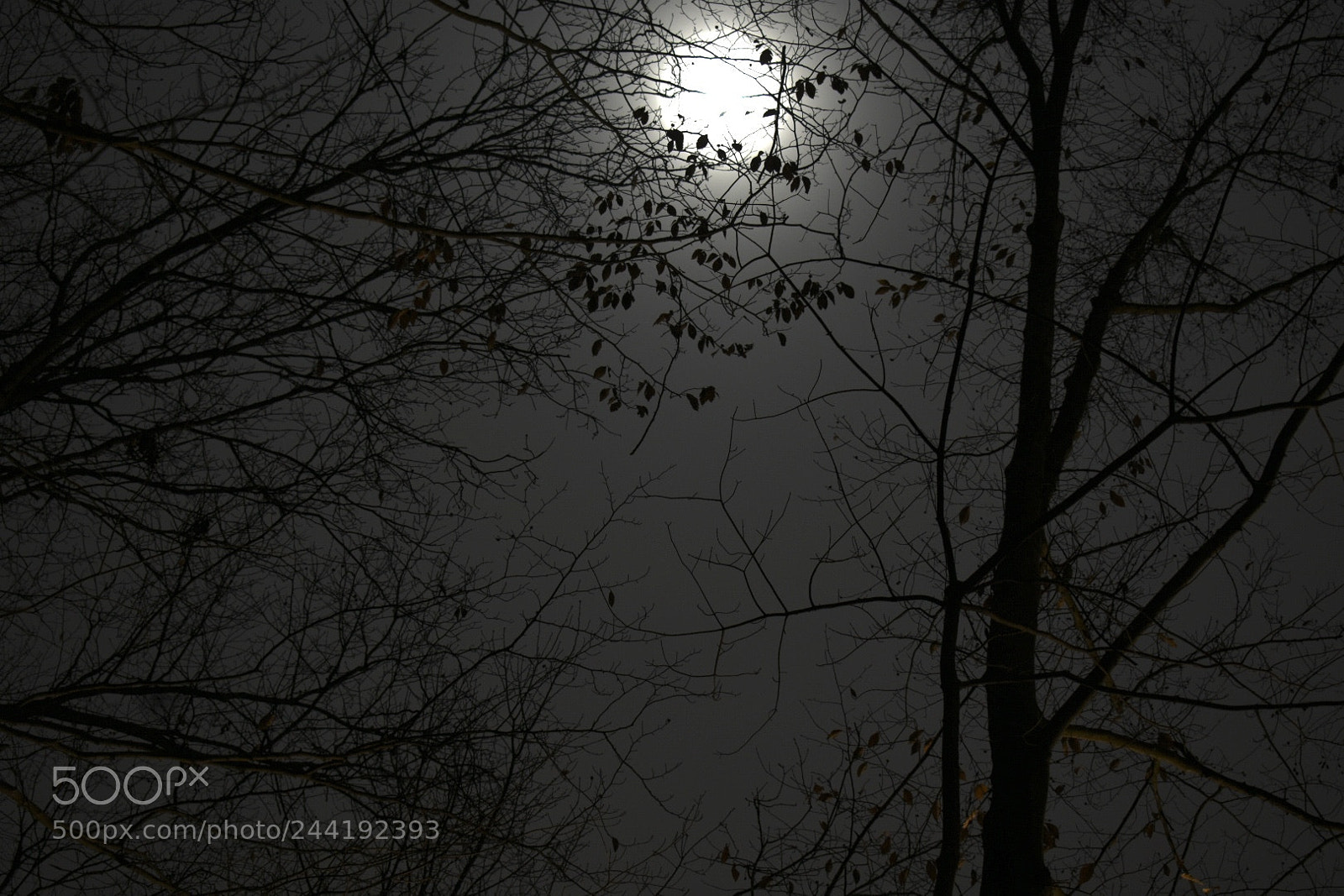 Nikon D3400 sample photo. Moon with silhouette photography