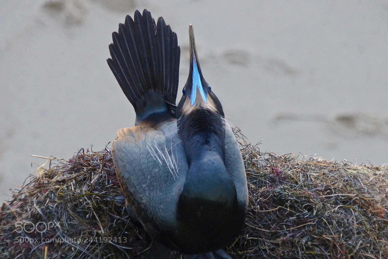 Panasonic Lumix DMC-FZ200 sample photo. Mating display photography