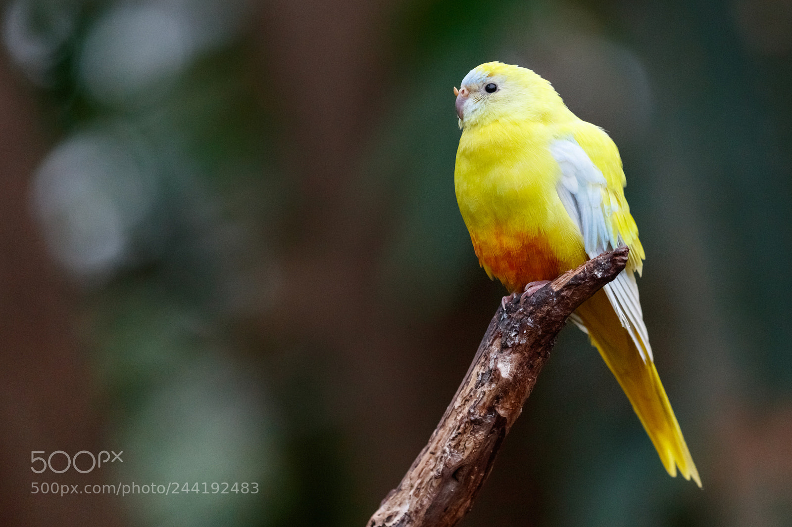 Canon EOS 5DS R sample photo. Yellow photography