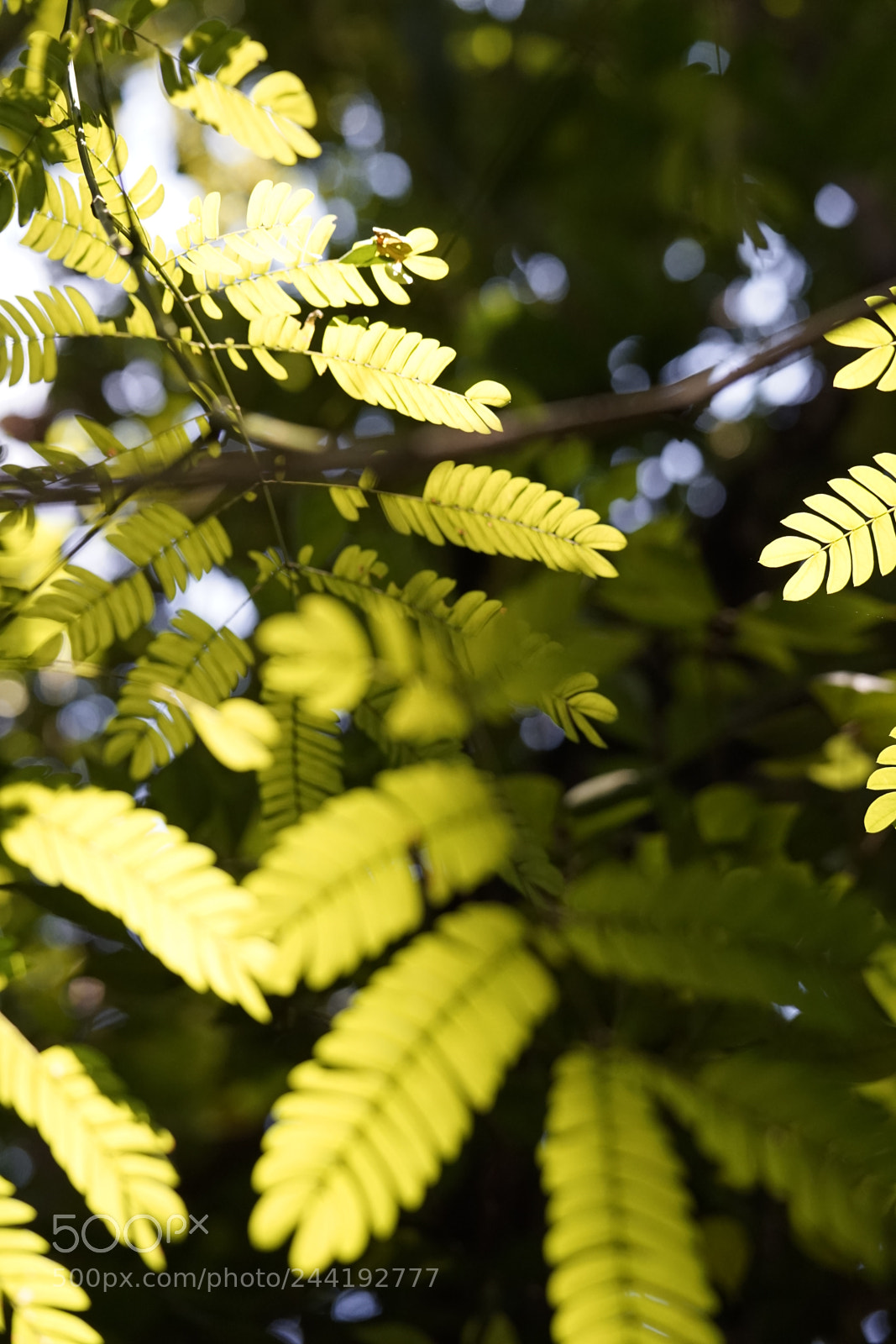 Sony a7 II sample photo. Leaves photography