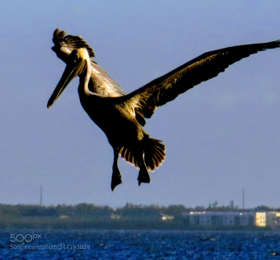 Canon PowerShot SX50 HS sample photo. Pelican in flight photography
