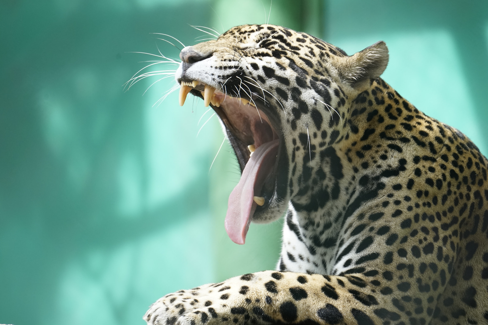 Sony a7 II + Sony FE 70-300mm F4.5-5.6 G OSS sample photo. Jaguar photography