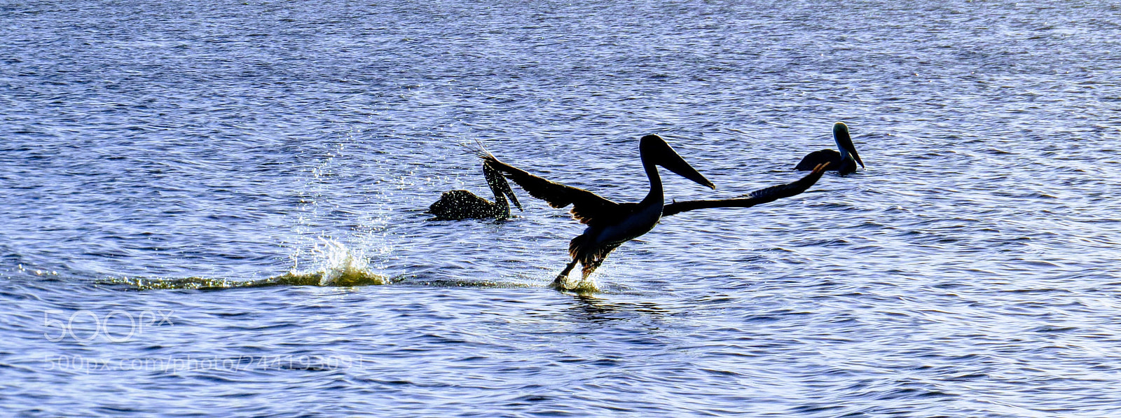 Canon PowerShot SX50 HS sample photo. Pelicans photography