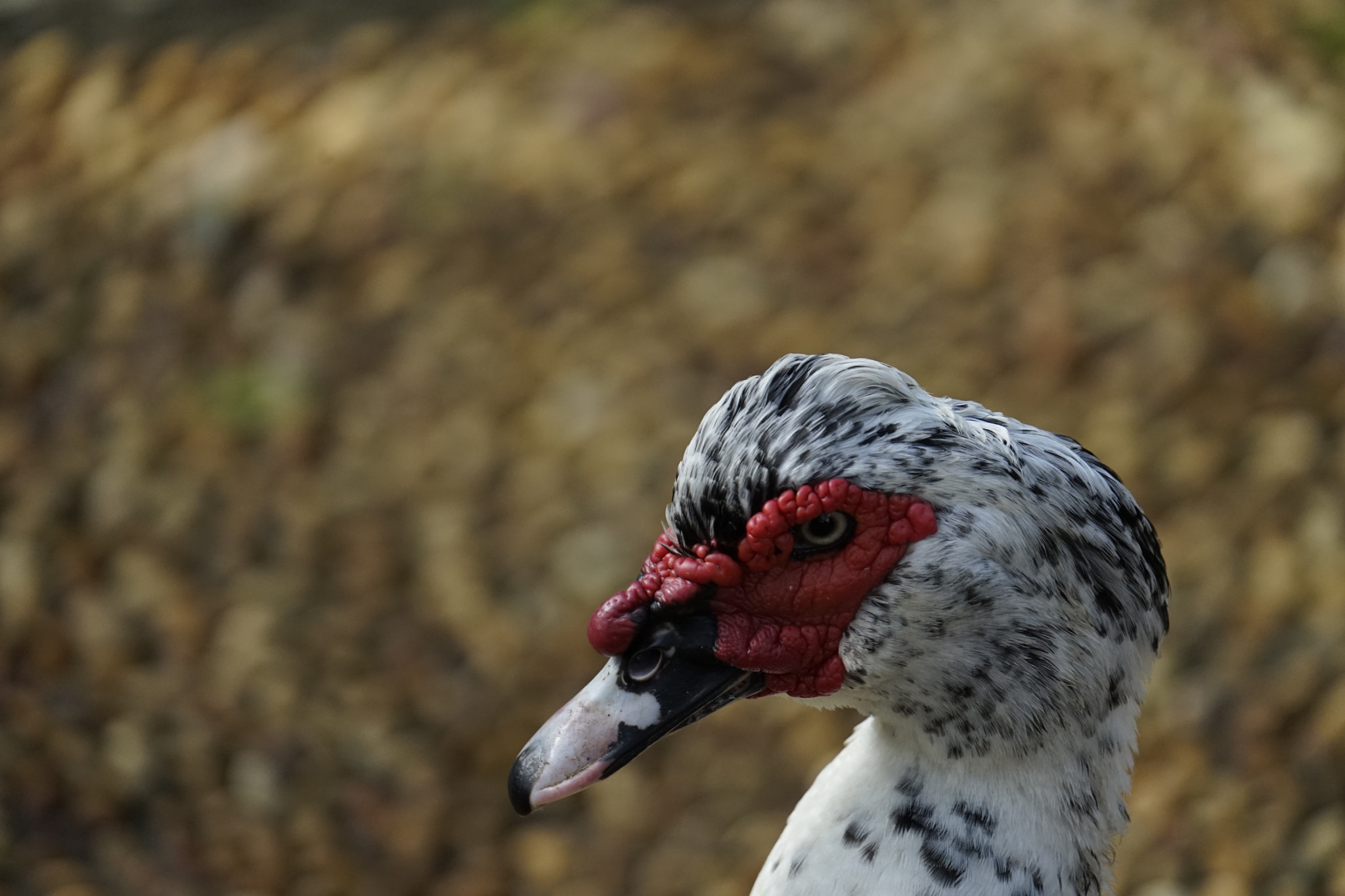 Sony FE 70-300mm F4.5-5.6 G OSS sample photo. Duck photography