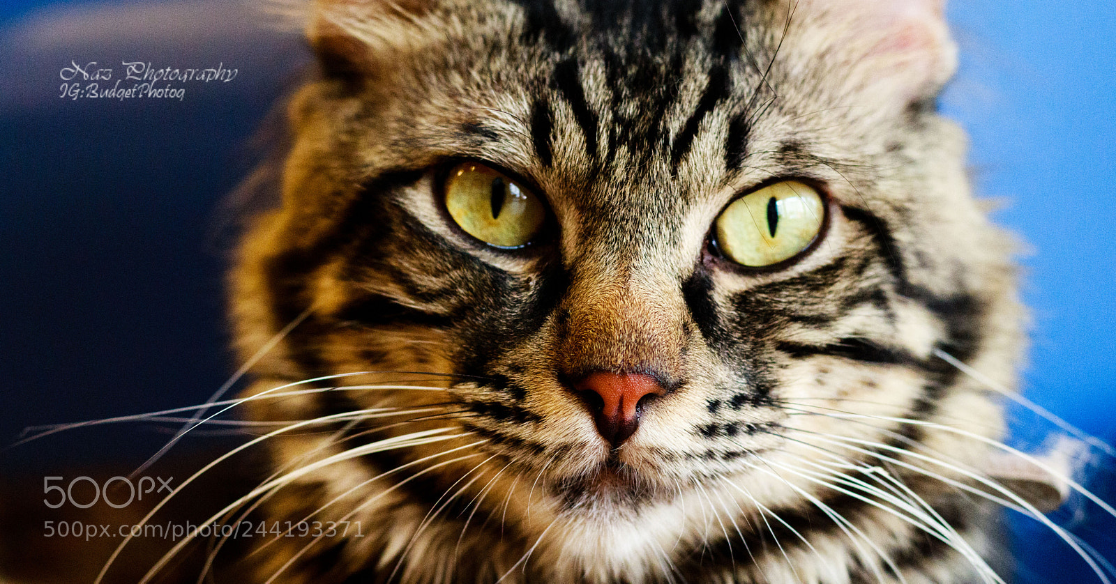 Canon EOS M5 sample photo. Little tiger photography