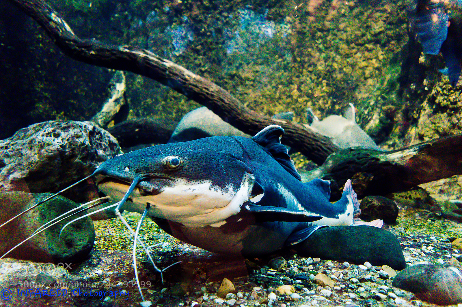 Nikon D5500 sample photo. Catfish photography