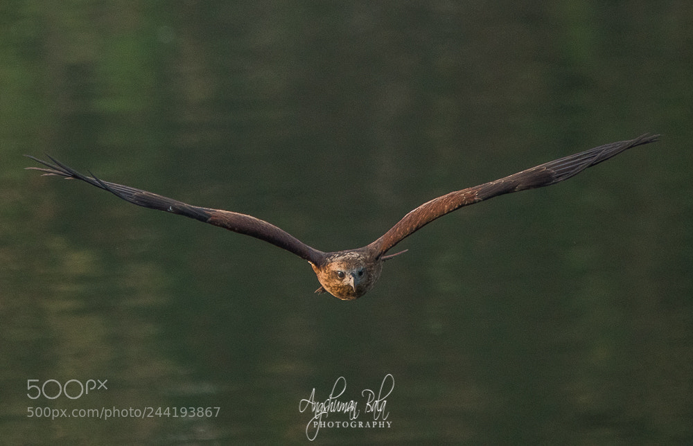 Nikon D500 sample photo. Birds of prey photography