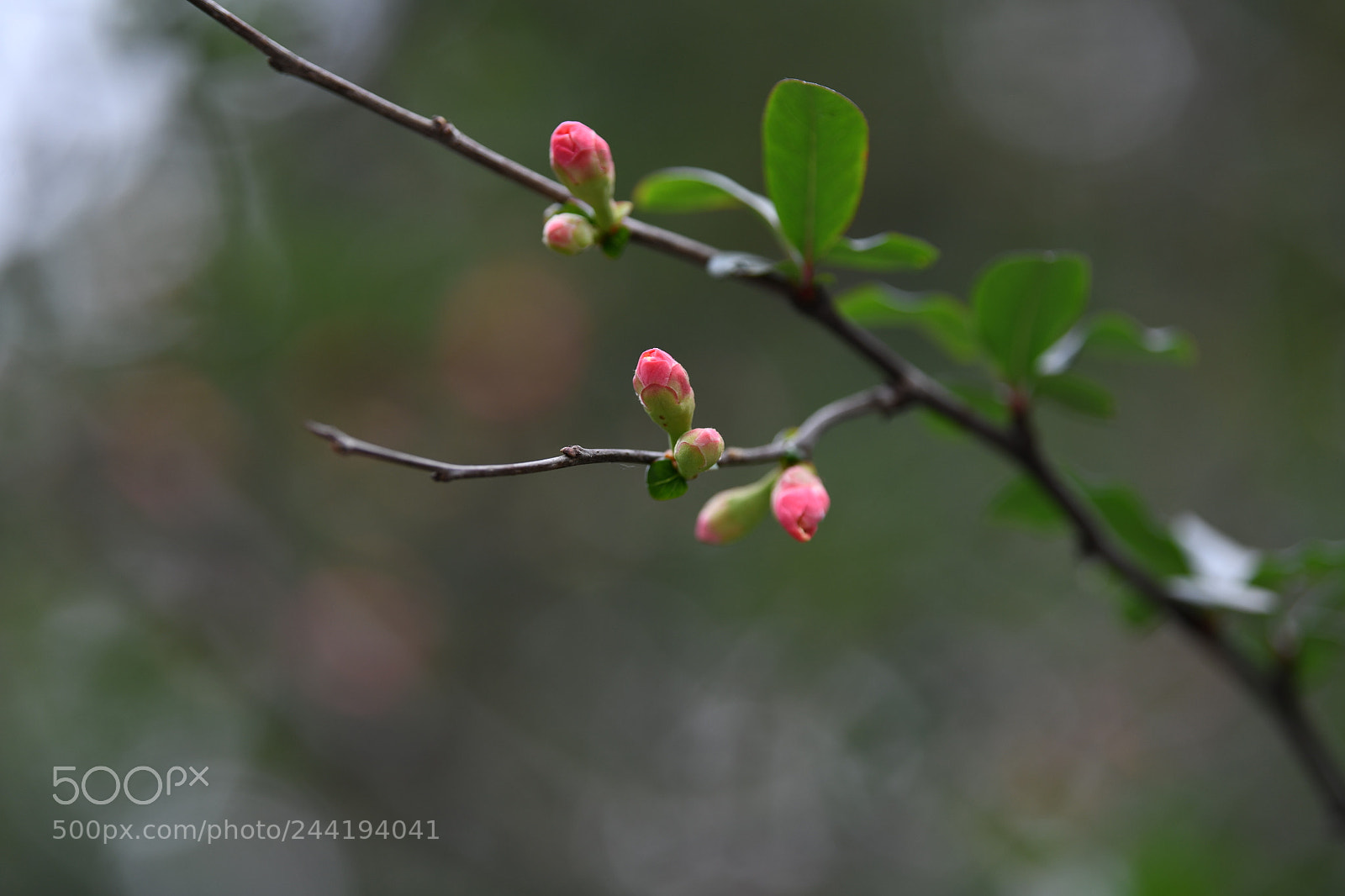 Nikon D850 sample photo. Untitled photography