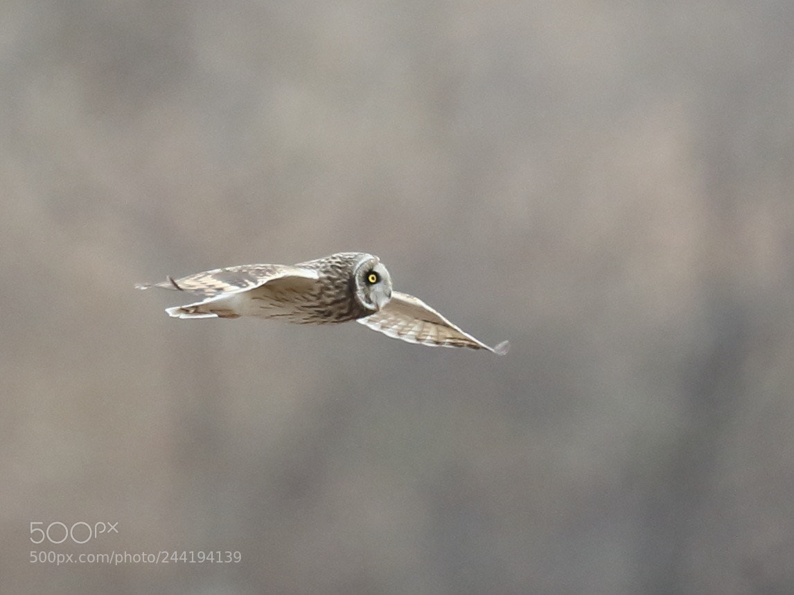 Canon EOS-1D X sample photo. コミミズク short-eared owl photography