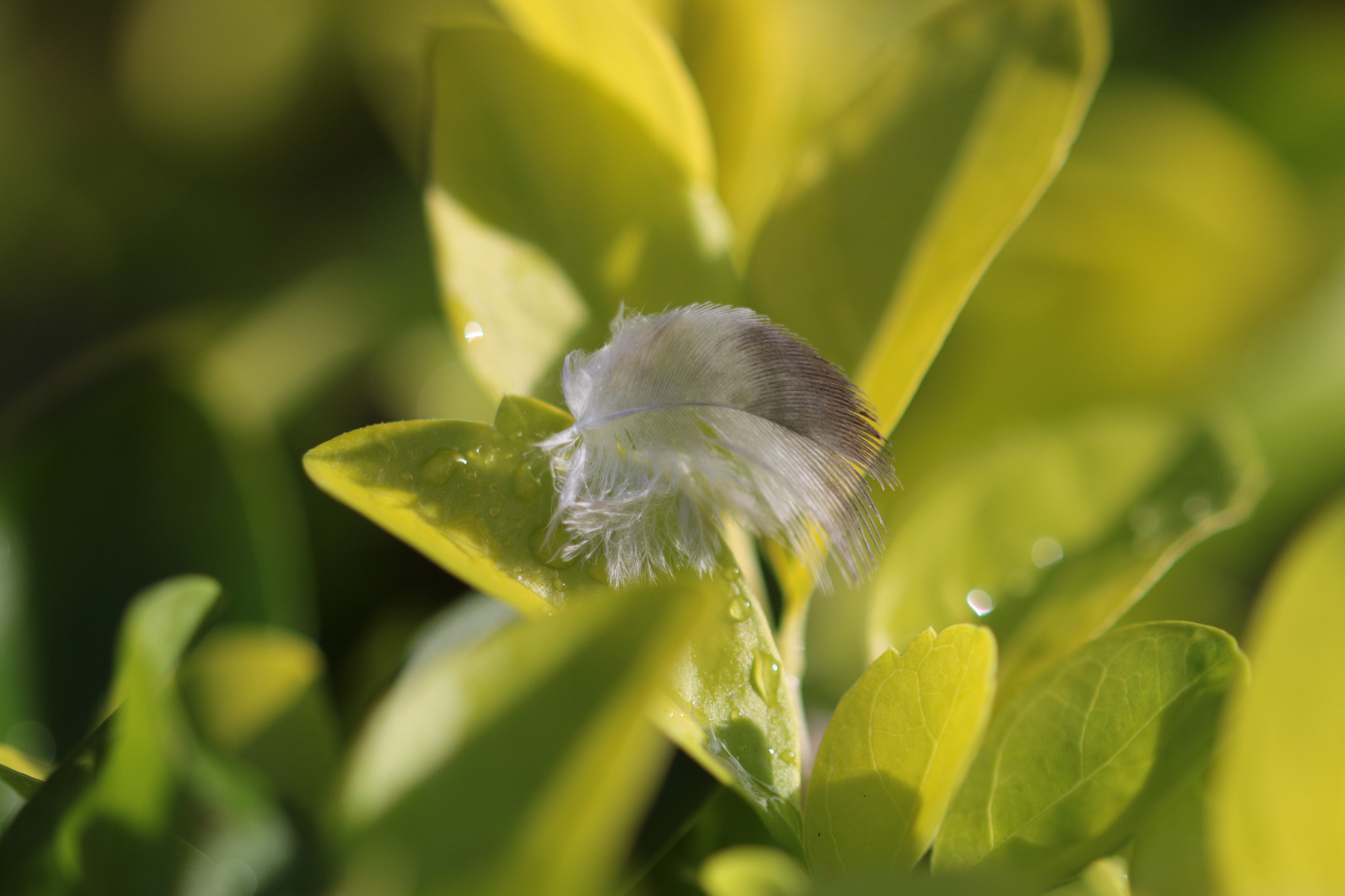 Canon EF 22-55mm f/4-5.6 USM sample photo. Feather resting on a leaf with dew drops photography
