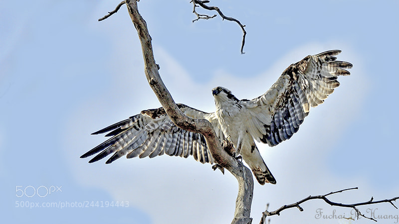 Nikon D500 sample photo. Osprey landing with fish photography