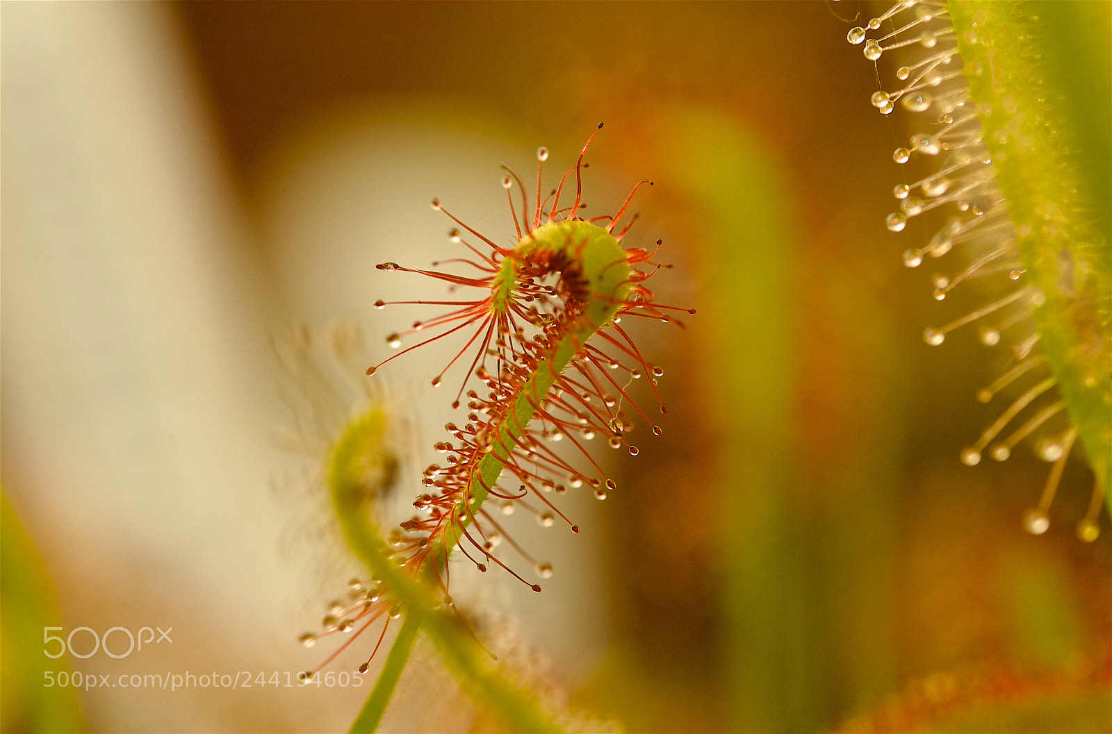 Nikon D70 sample photo. Sundew photography