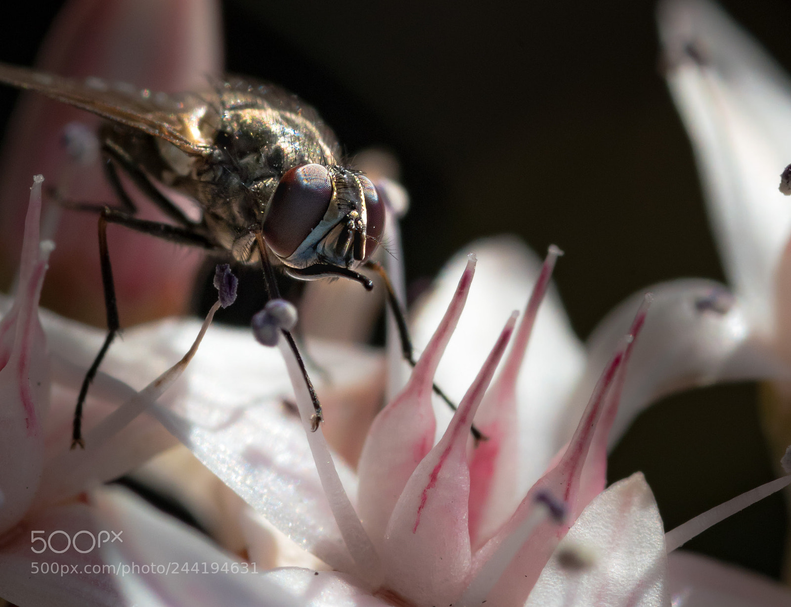 Sony a6500 sample photo. Flower fly photography