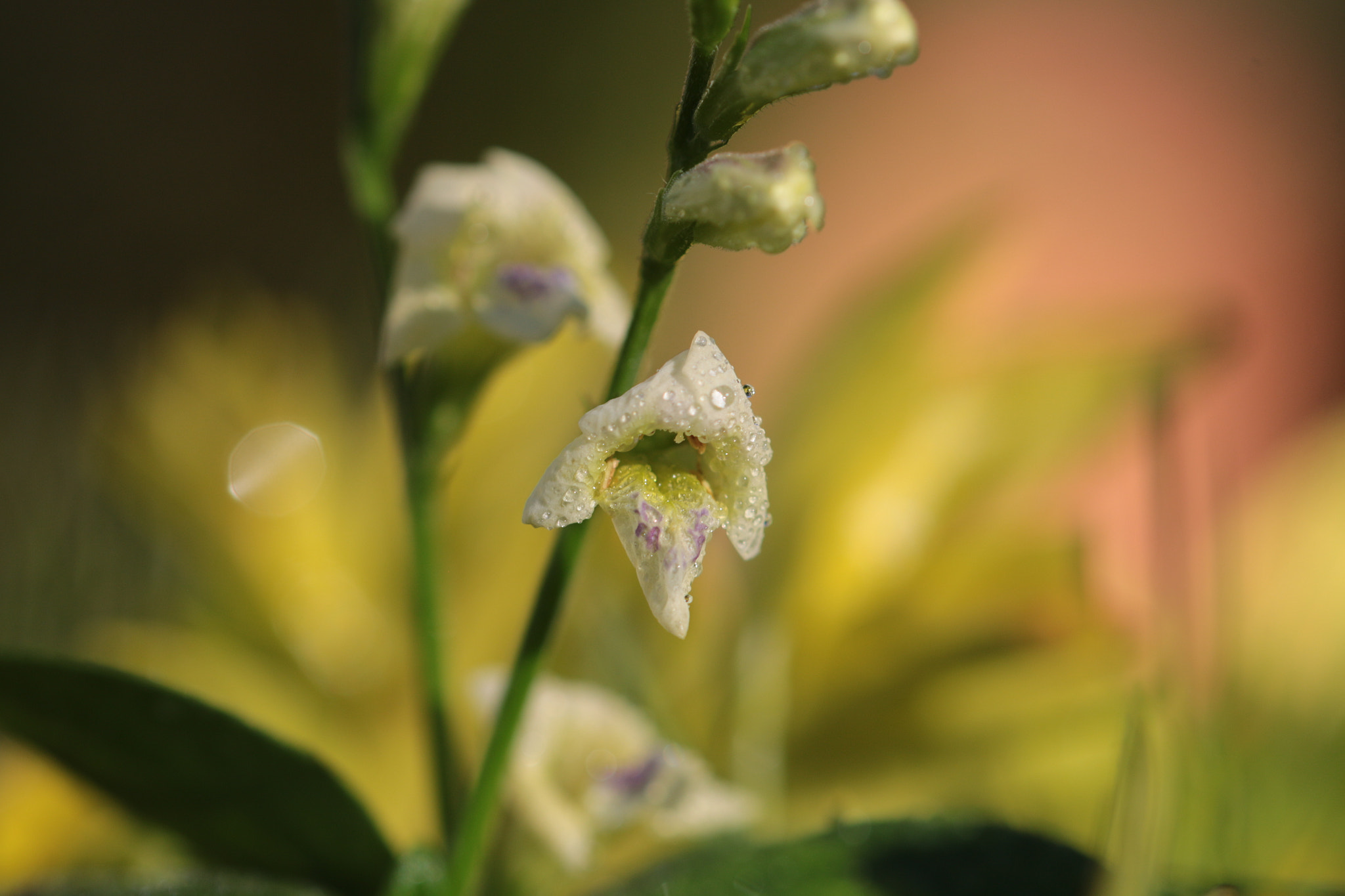 Canon EF 22-55mm f/4-5.6 USM sample photo. Wild flower with dew drops photography