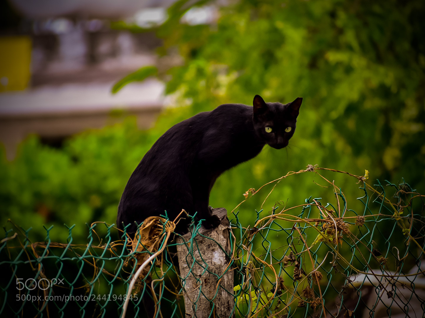 Nikon D3400 sample photo. Miau!! photography