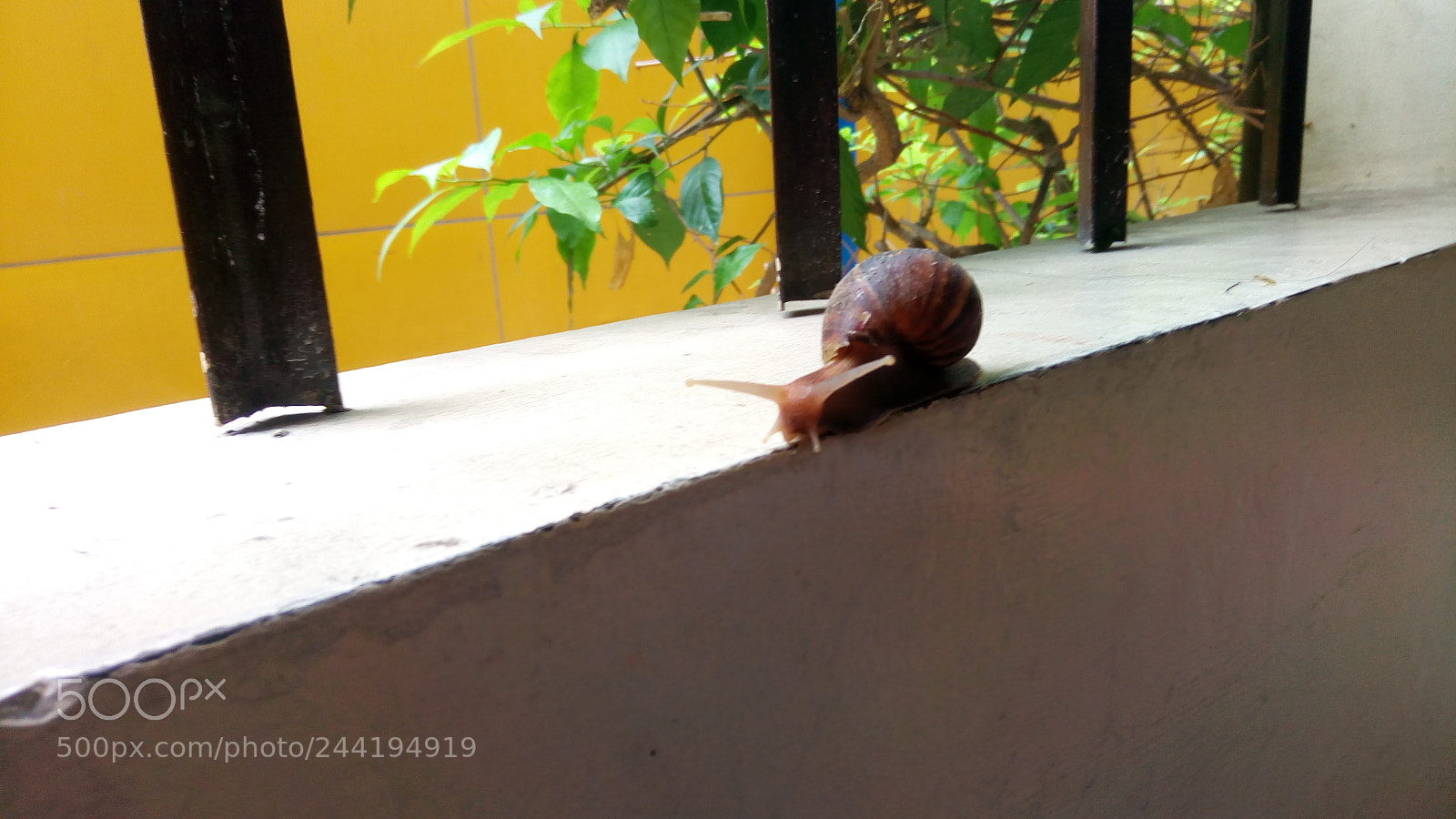ASUS ZenFone 3 Max (ZC520TL) sample photo. Snail photography