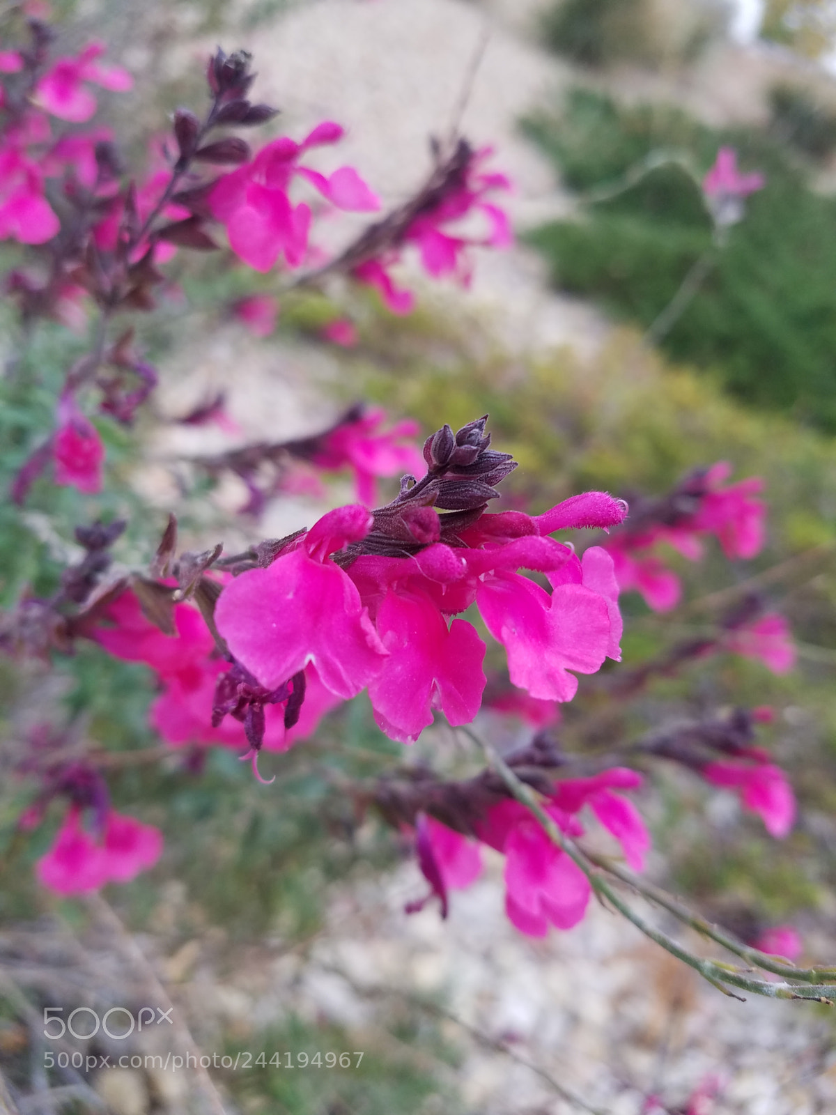 Samsung Galaxy S7 sample photo. ? photography