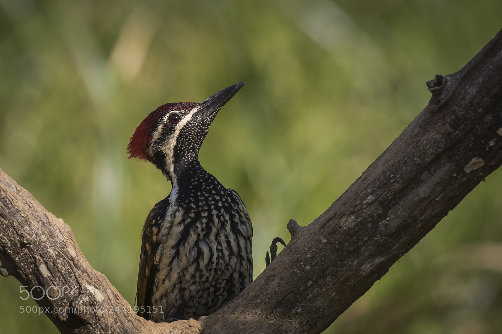 Canon EOS 7D Mark II sample photo. Victory photography