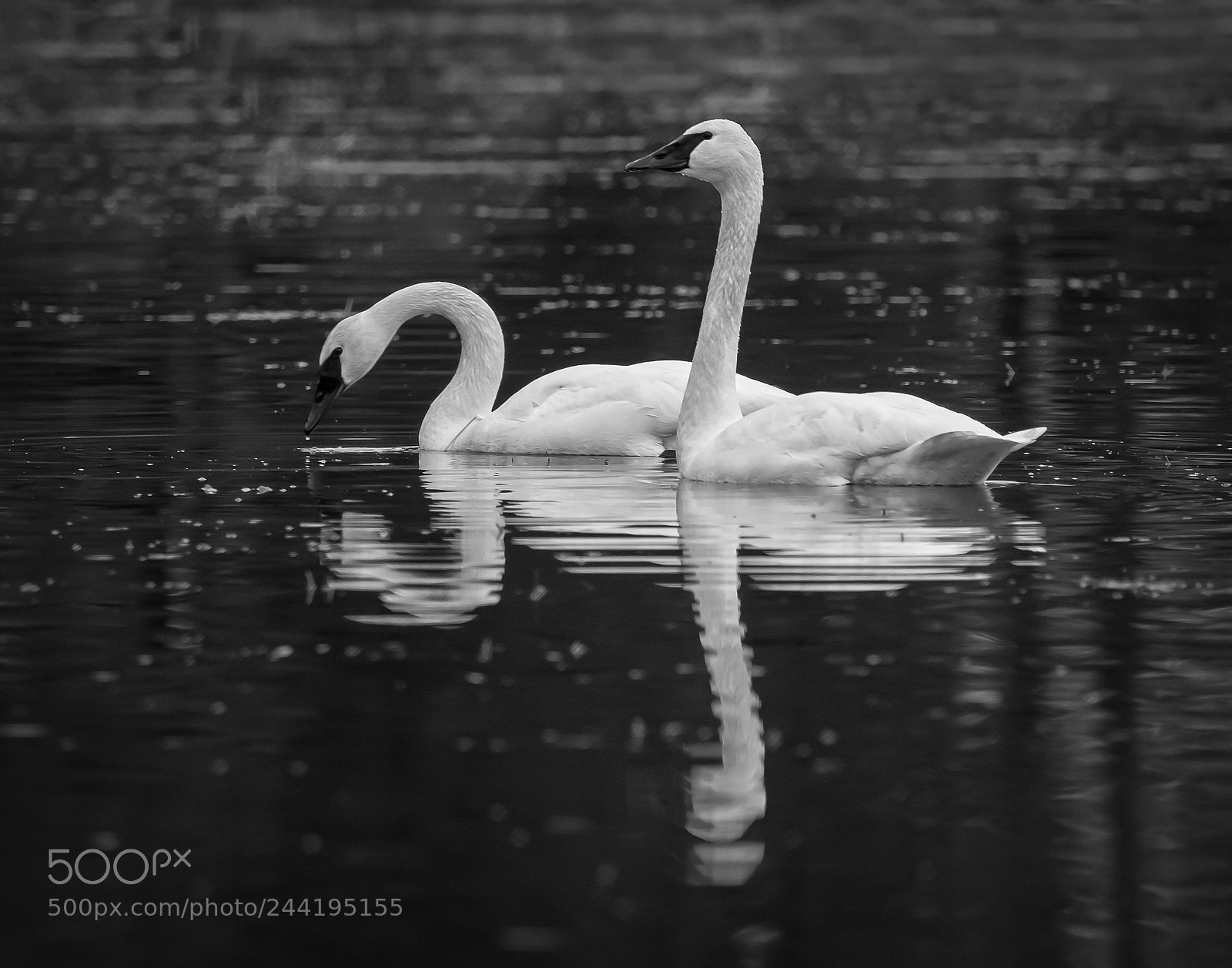Olympus OM-D E-M1 Mark II sample photo. Swans posing photography