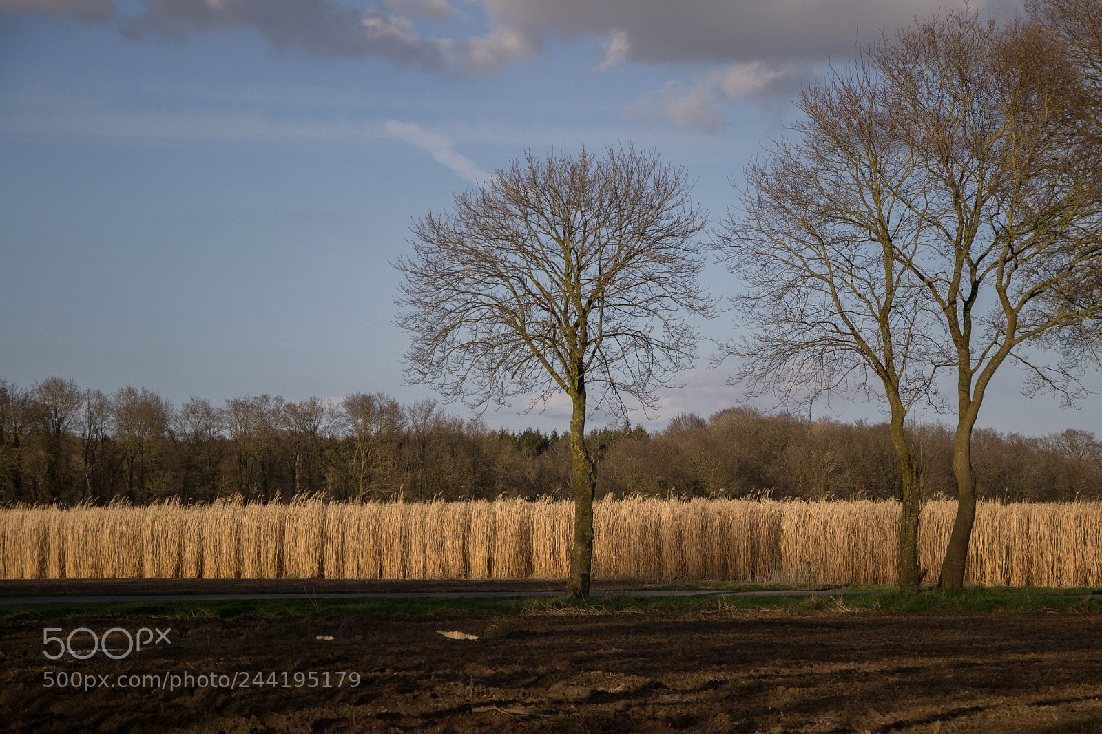 Nikon D3100 sample photo. Field in sunlight photography