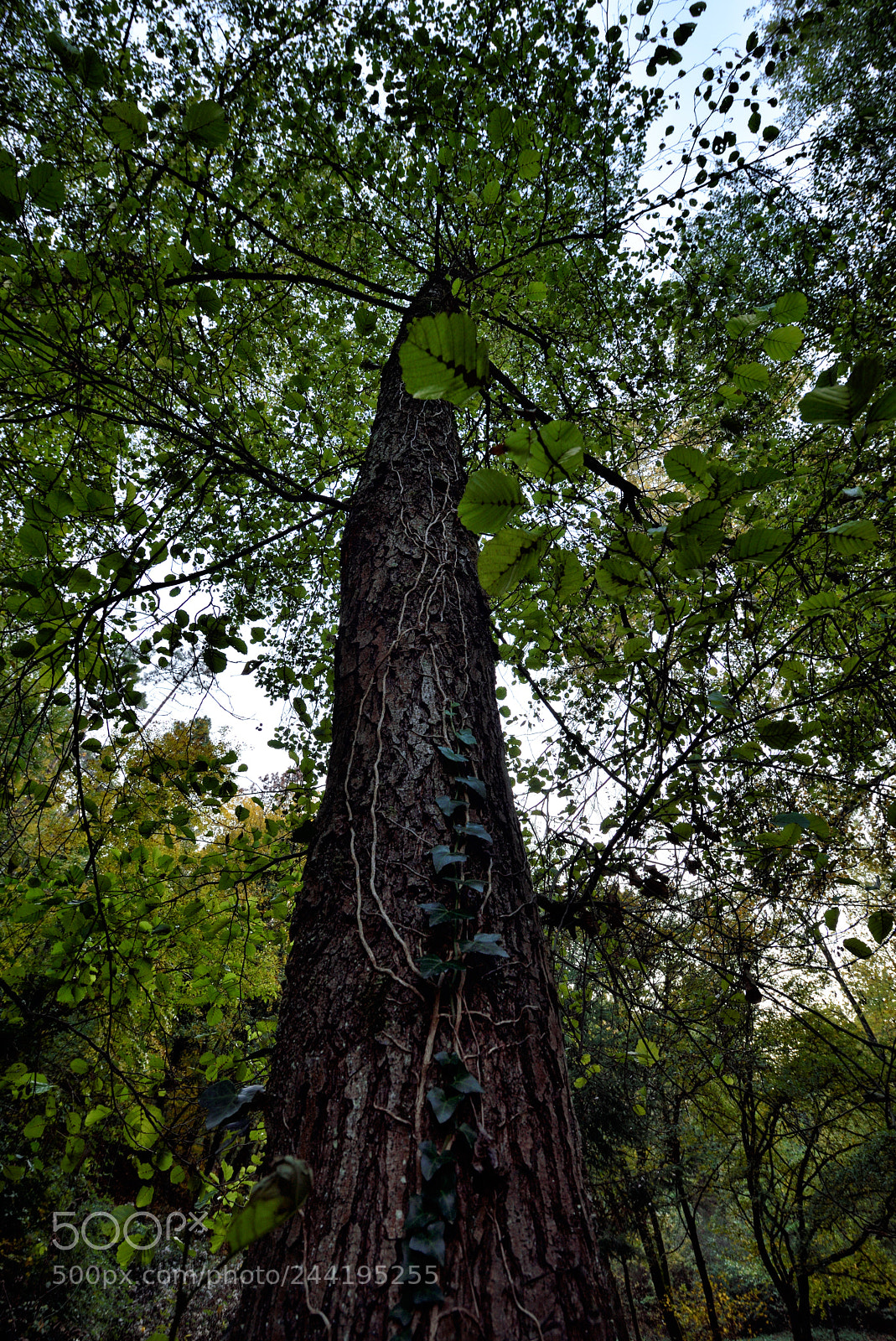 Nikon D810 sample photo. Lovely nature v photography