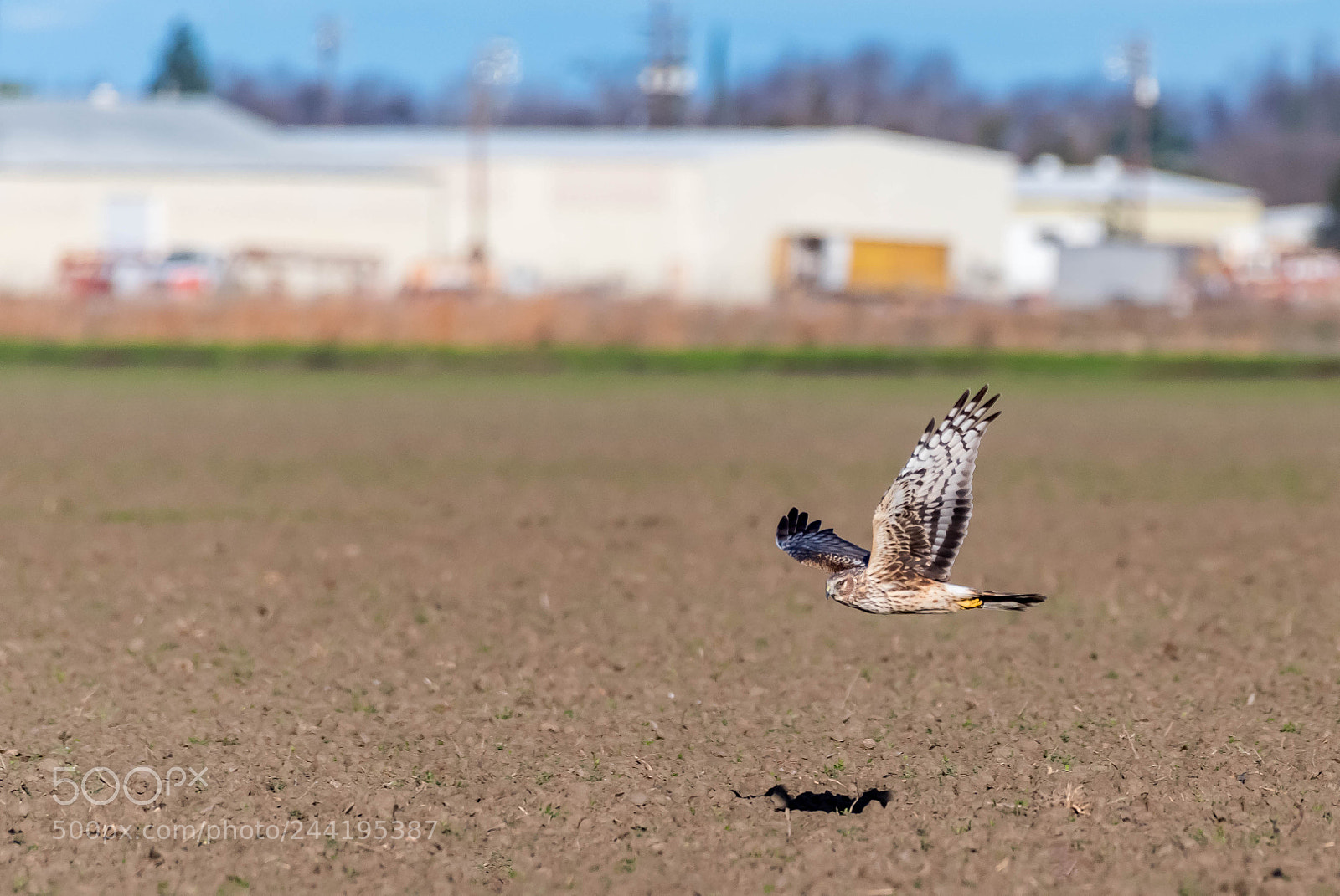 Nikon D810 sample photo. Northern harrier photography