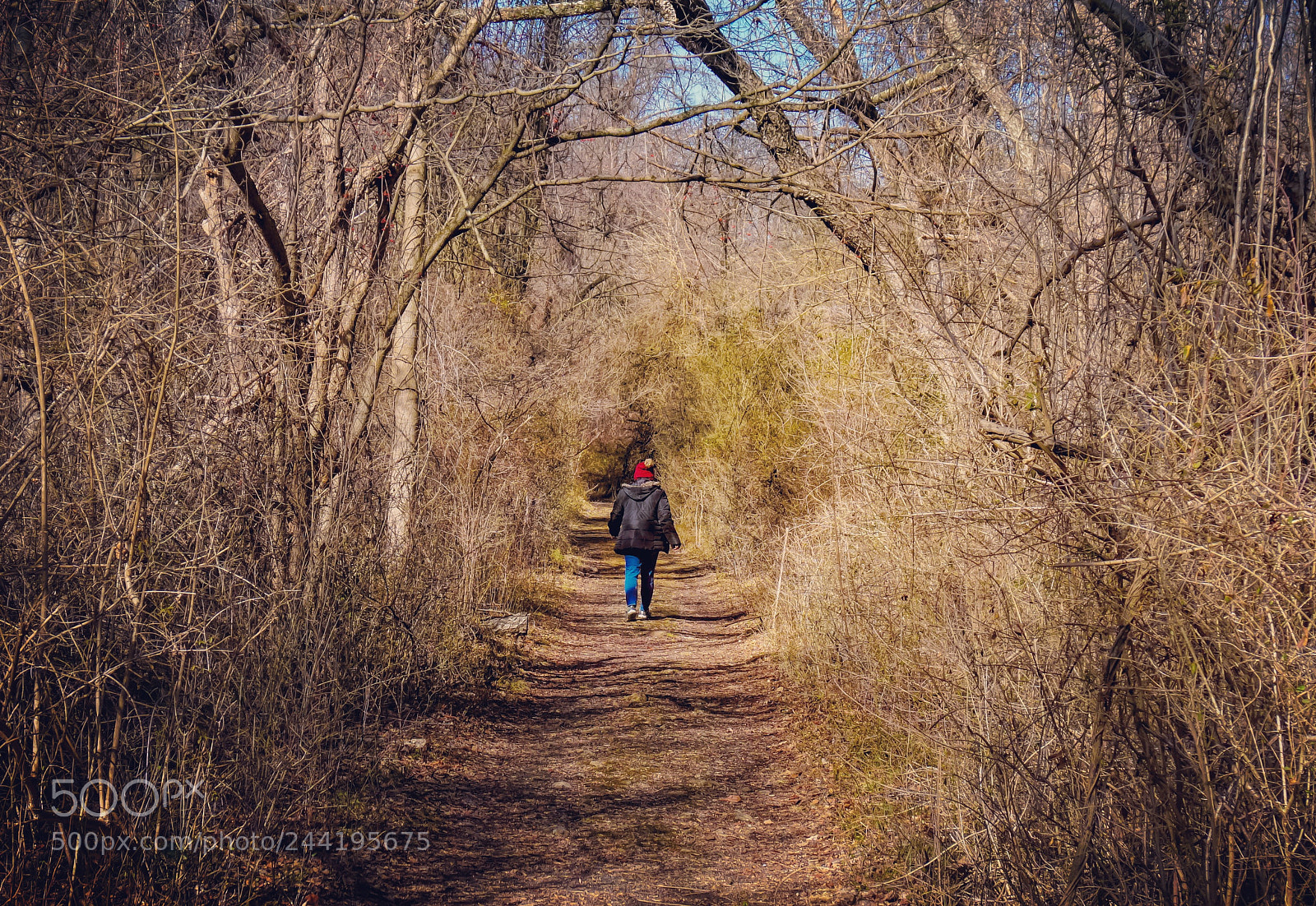 Sony a6500 sample photo. Into the woods photography