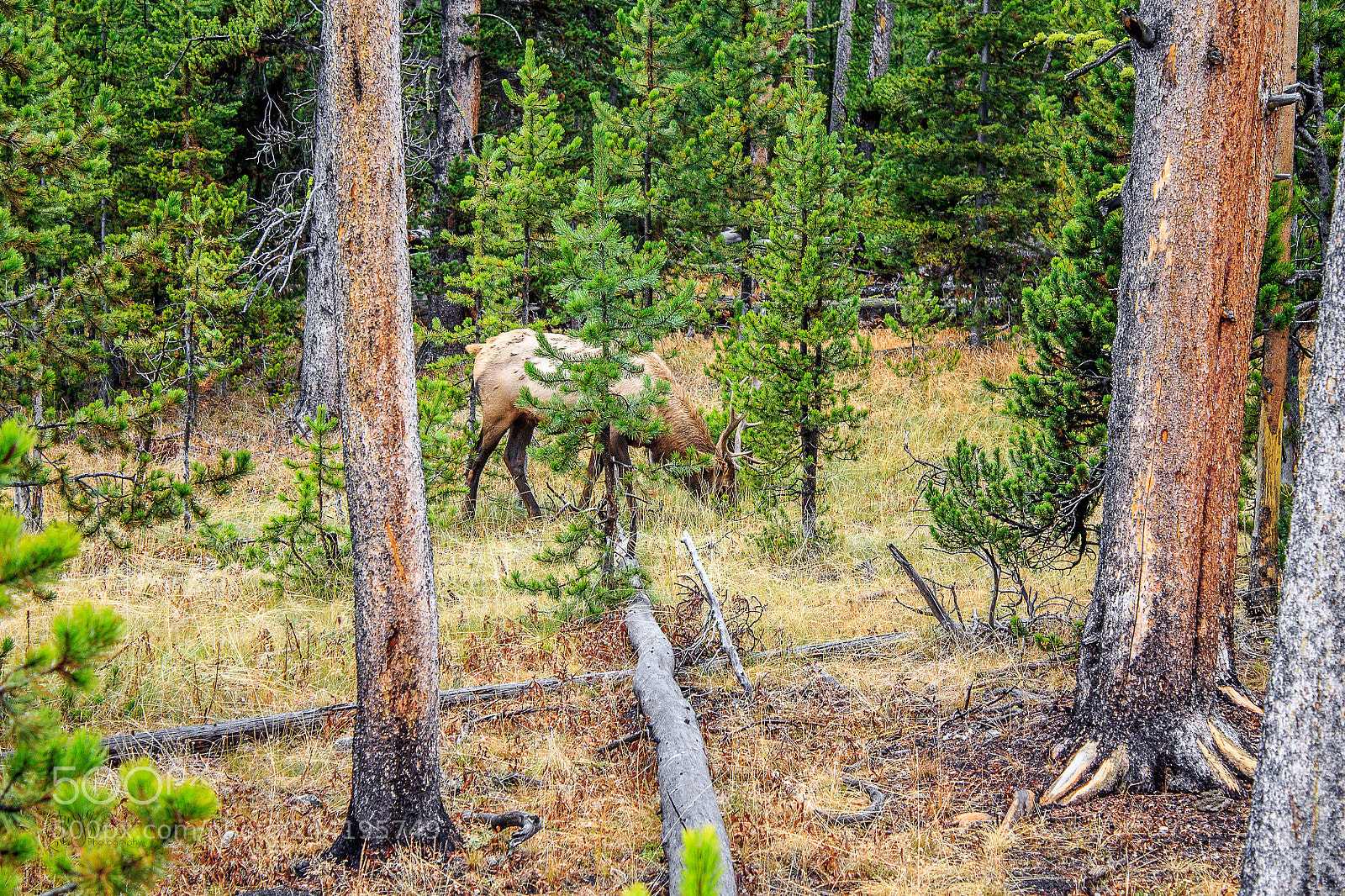 Canon EOS 1100D (EOS Rebel T3 / EOS Kiss X50) sample photo. Moose at yellowstone photography