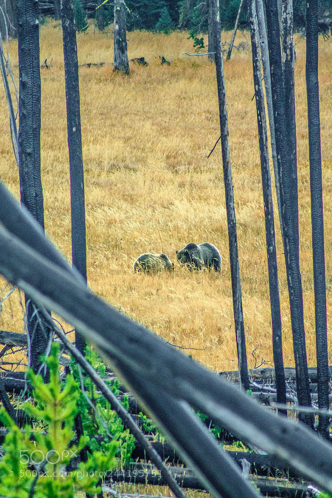 Canon EOS 1100D (EOS Rebel T3 / EOS Kiss X50) sample photo. Bears at yellowstone photography