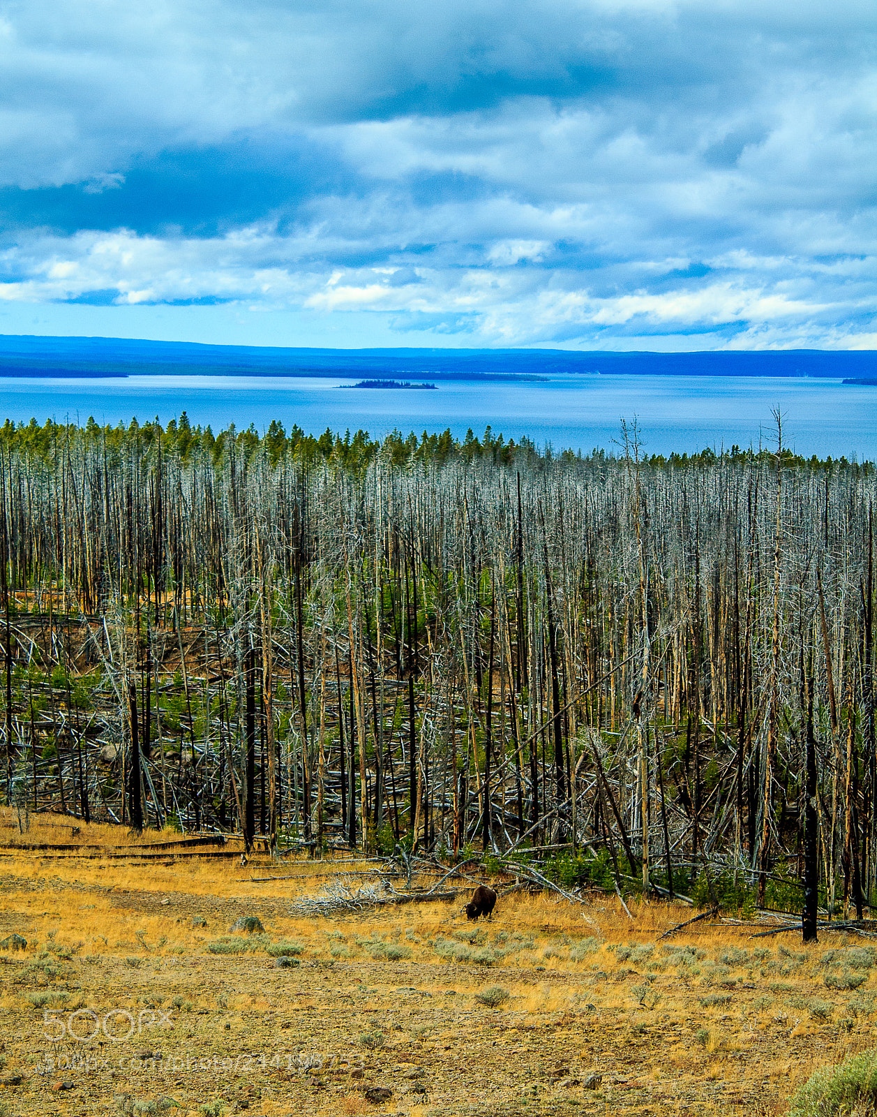 Canon EOS 1100D (EOS Rebel T3 / EOS Kiss X50) sample photo. Buffalo at yellowstone photography
