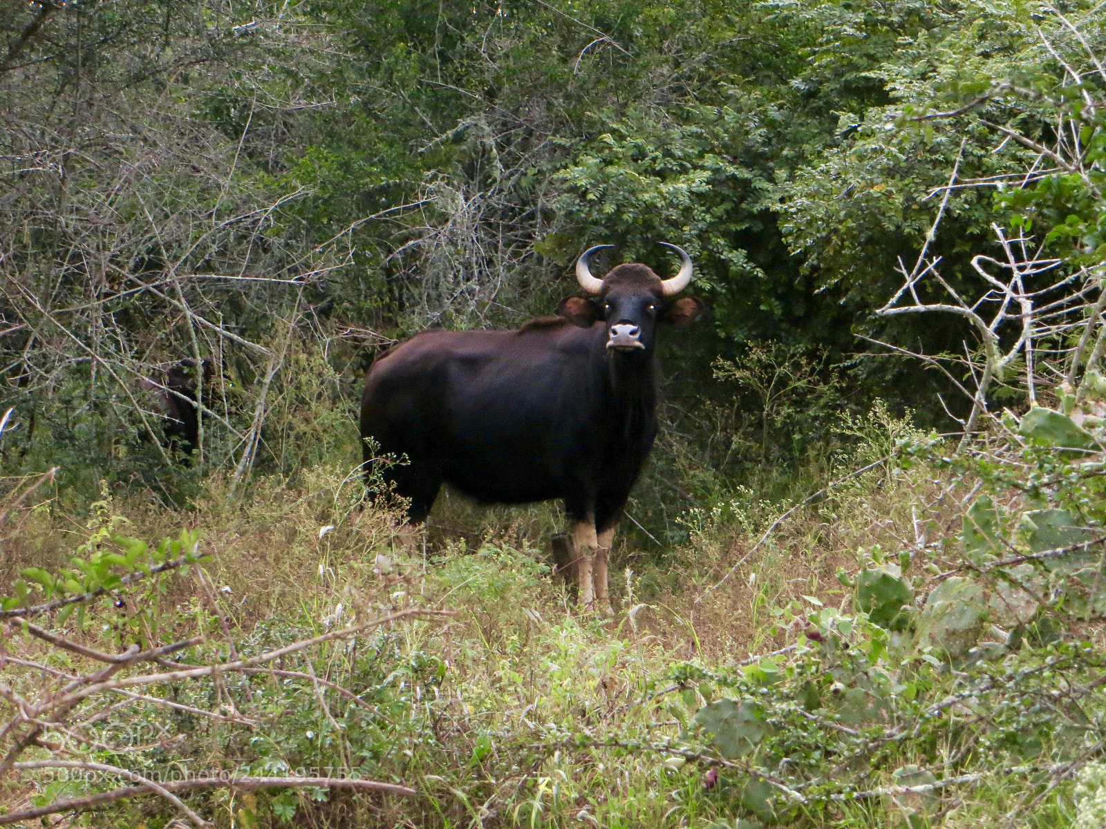 Canon PowerShot SX260 HS sample photo. Indian bison photography