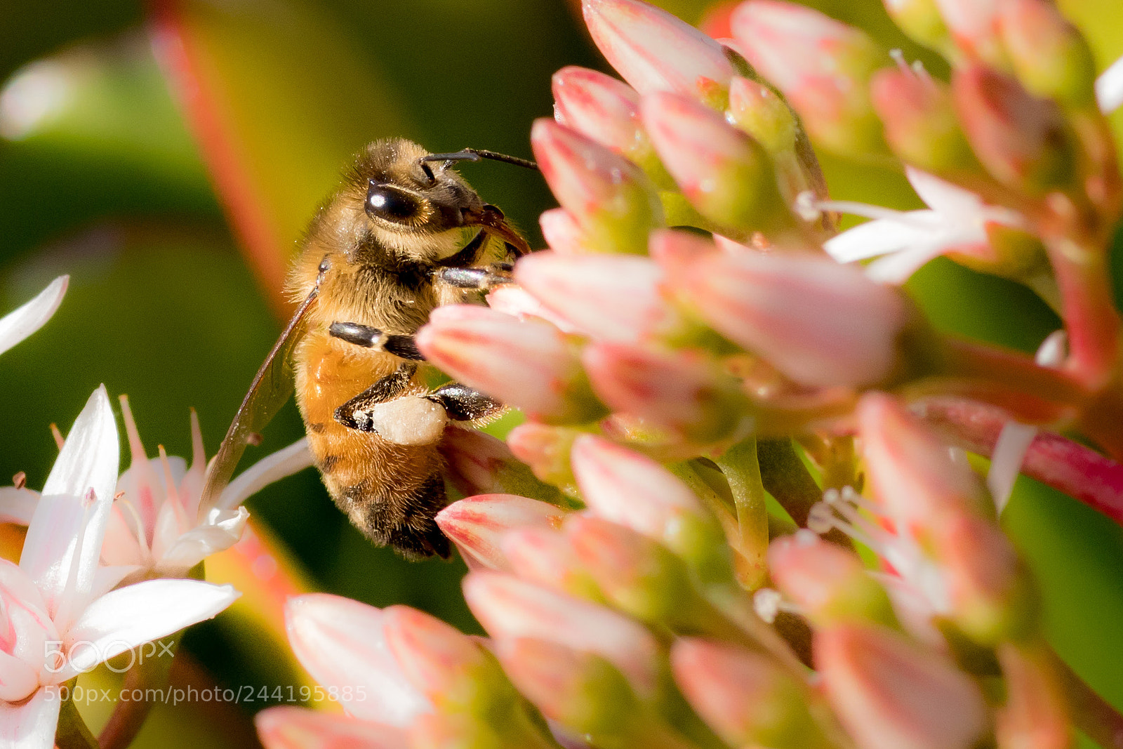 Sony a6500 sample photo. Bees!? photography