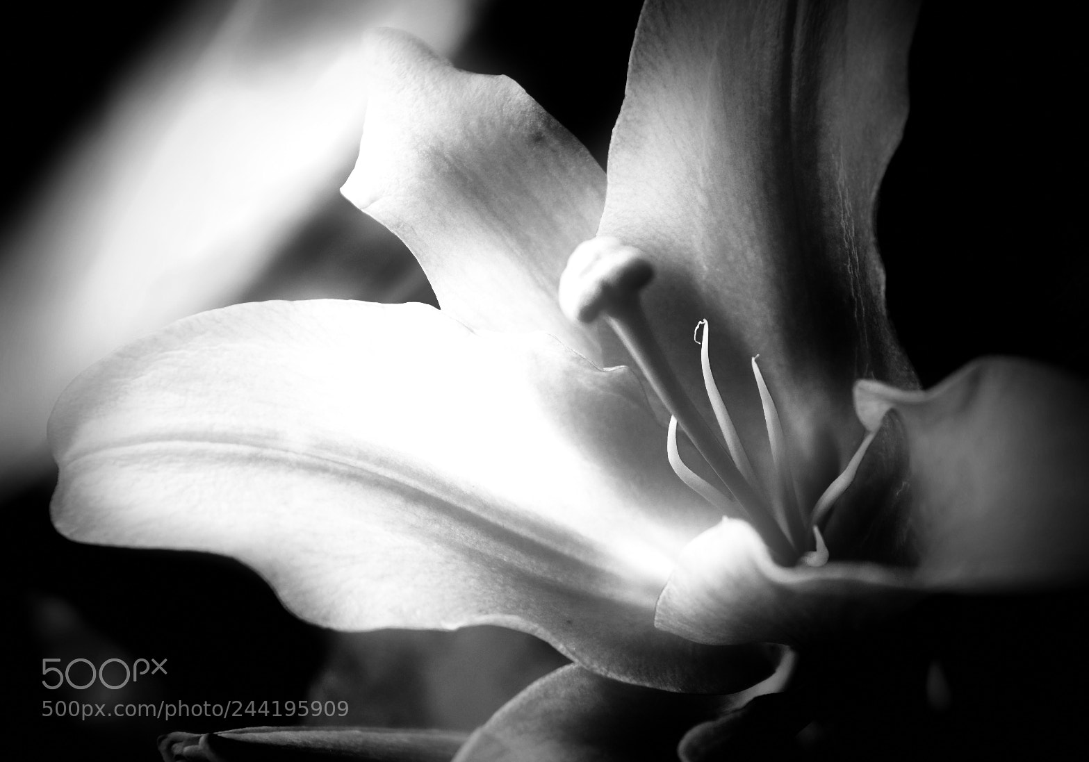 Fujifilm X-T2 sample photo. Untitled photography