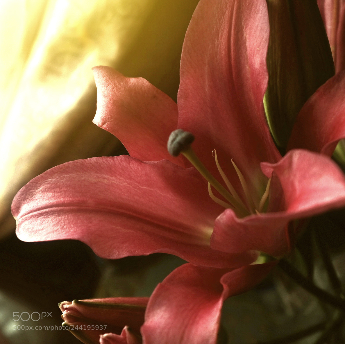 Fujifilm X-T2 sample photo. Untitled photography