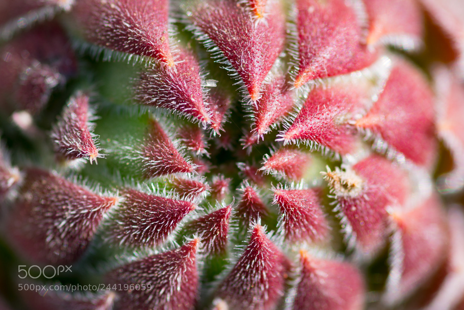 Sony a6500 sample photo. Cactus flower? photography
