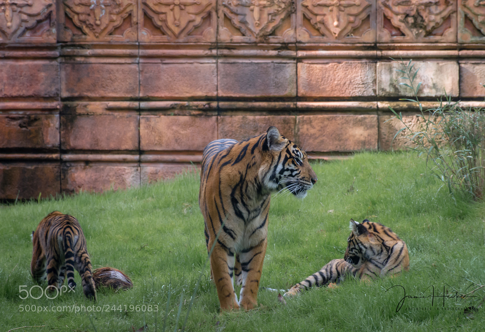 Nikon D7200 sample photo. Tiger trio photography