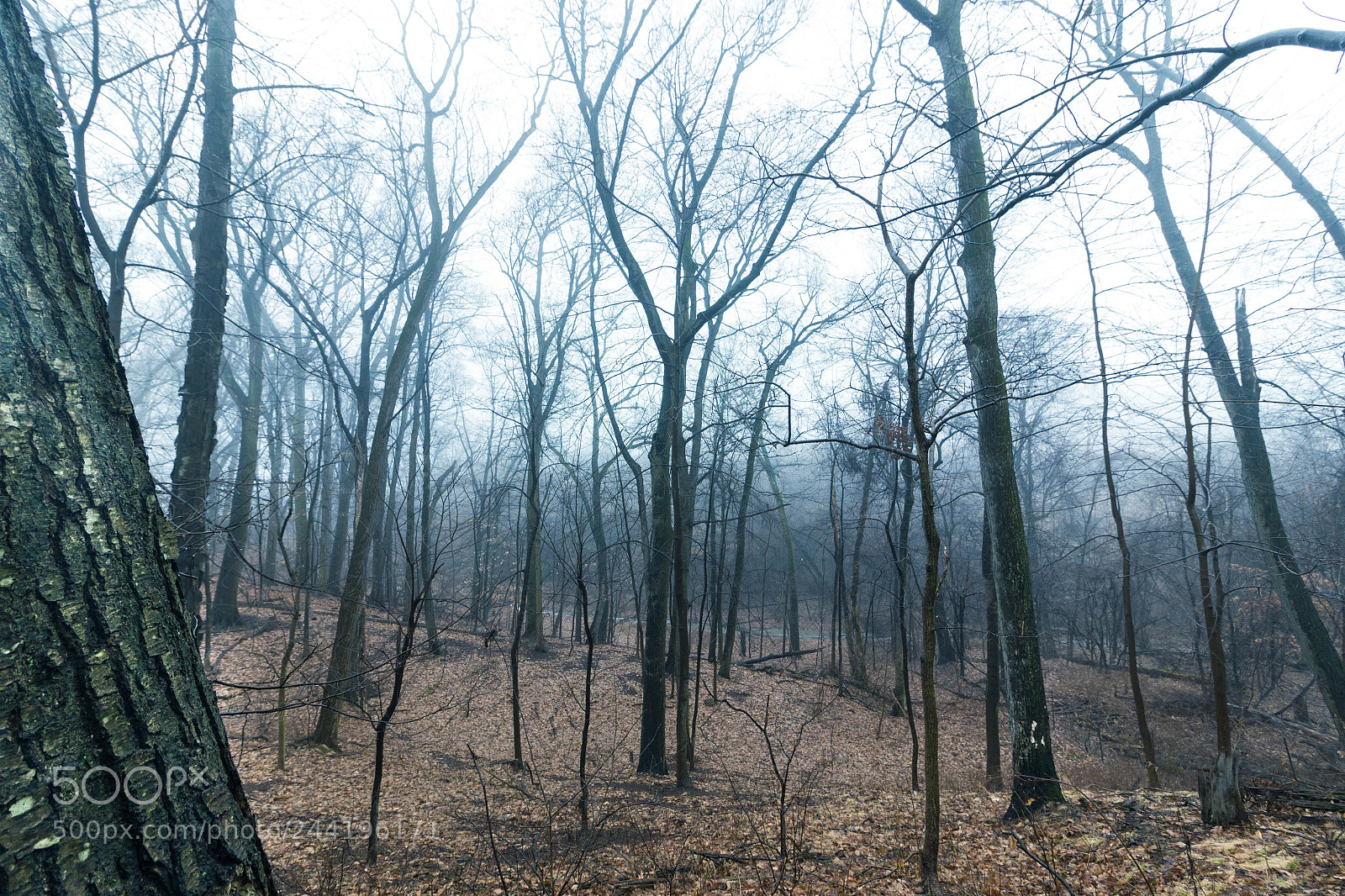 Canon EOS 100D (EOS Rebel SL1 / EOS Kiss X7) sample photo. The lonely, dark woods photography