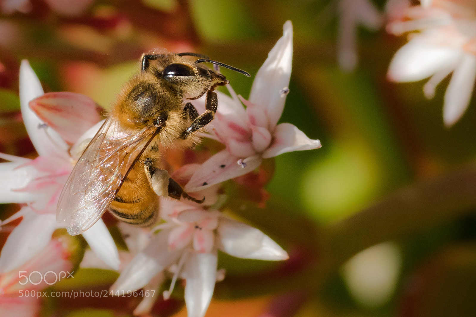 Sony a6500 sample photo. A new wave bee photography