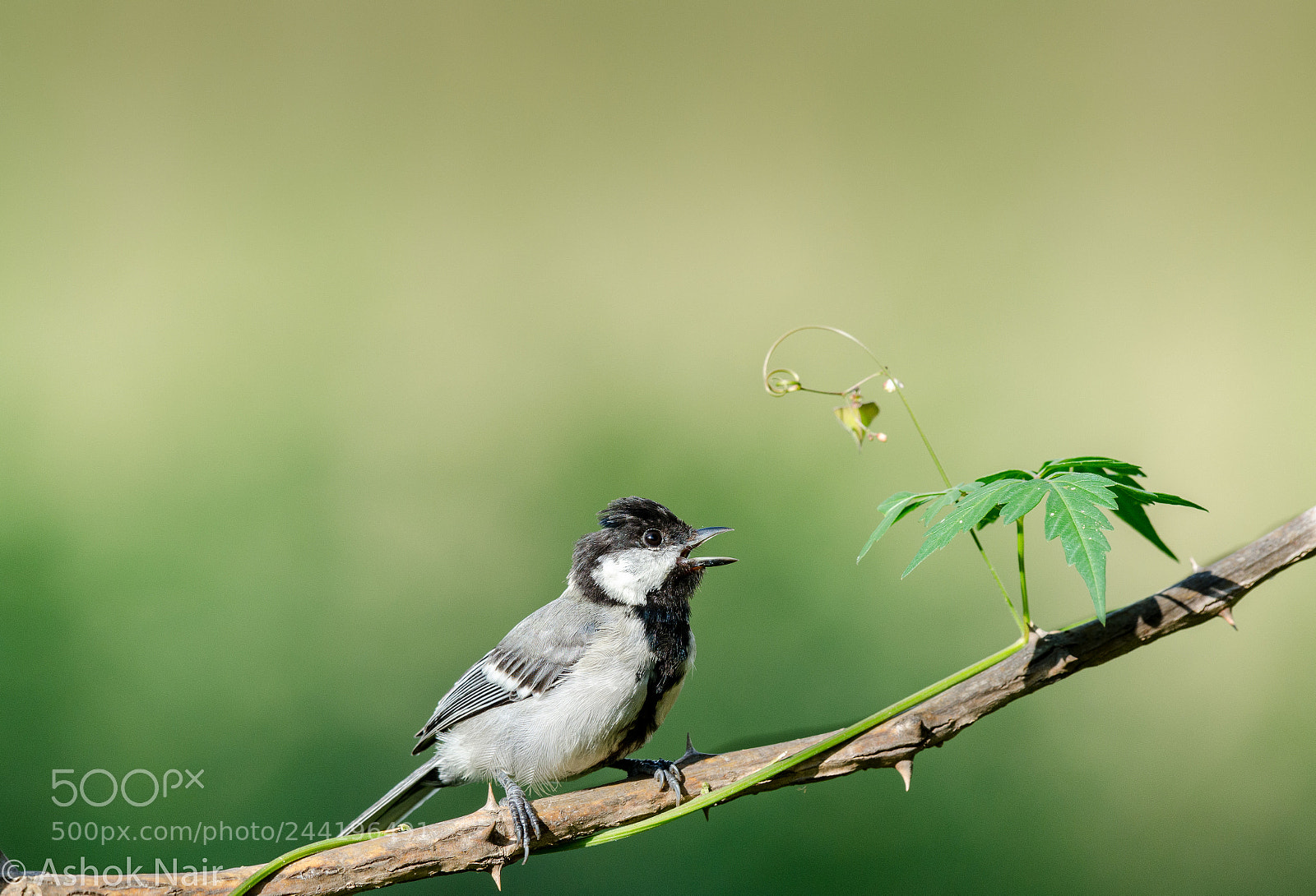 Nikon D5100 sample photo. Cinereous tit photography