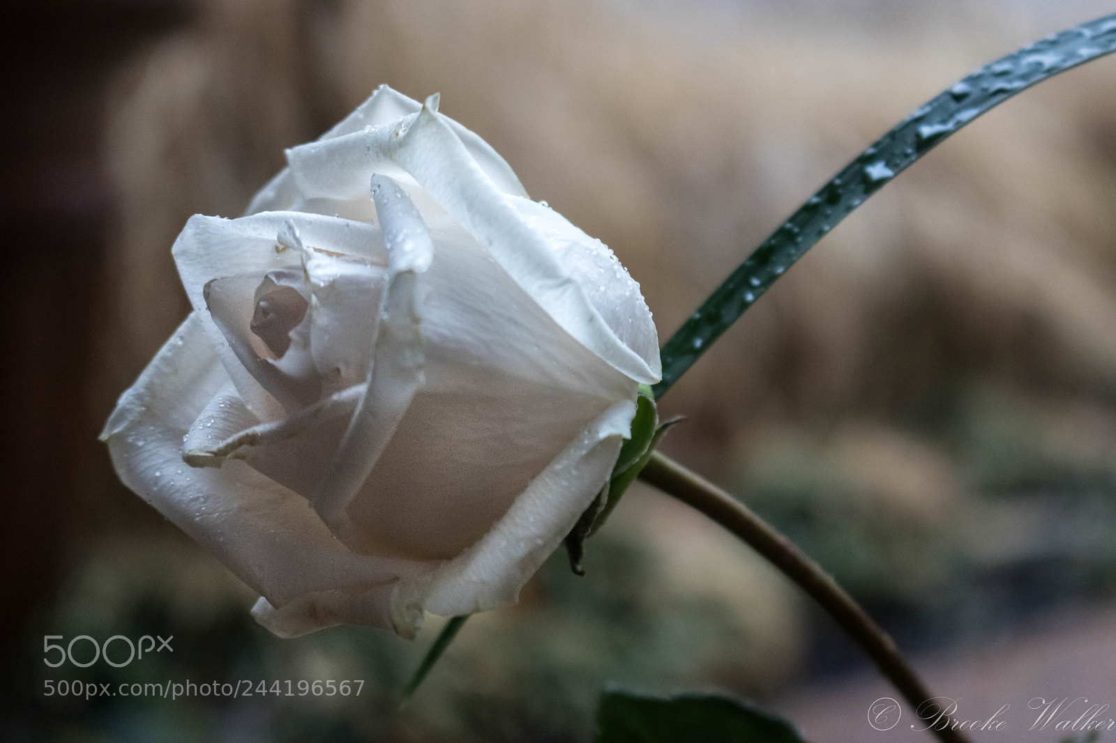 Canon EOS 750D (EOS Rebel T6i / EOS Kiss X8i) sample photo. A rose by any photography