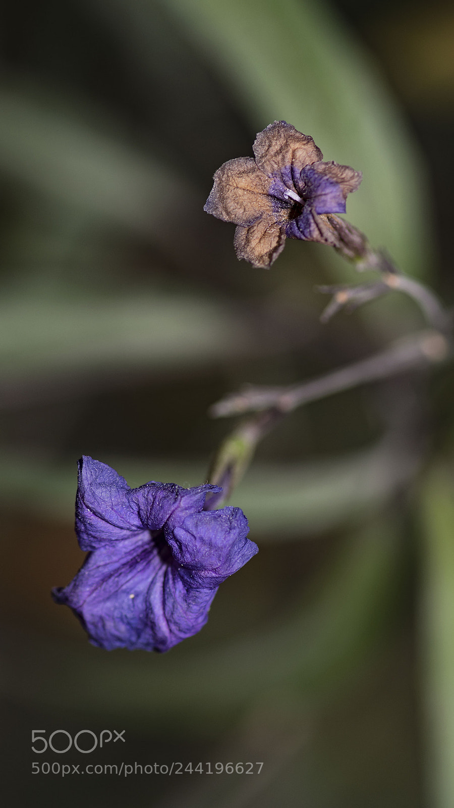 Nikon D500 sample photo. Immortal beauty photography