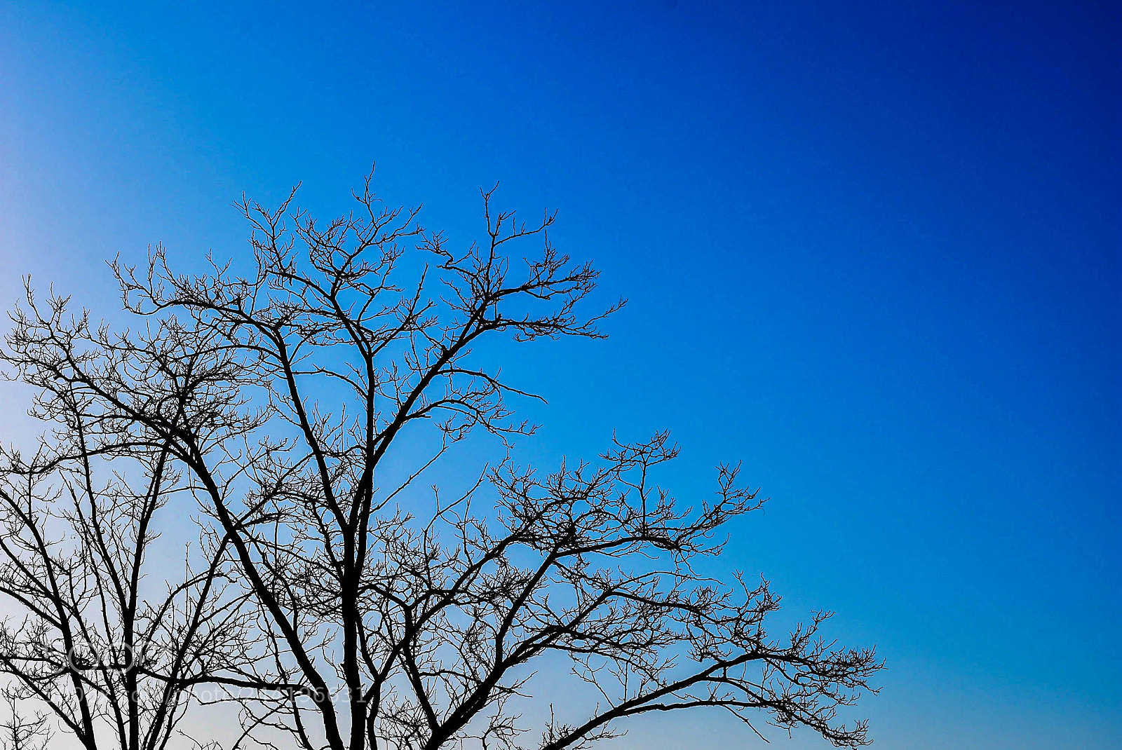 Nikon D7200 sample photo. Widen tree photography