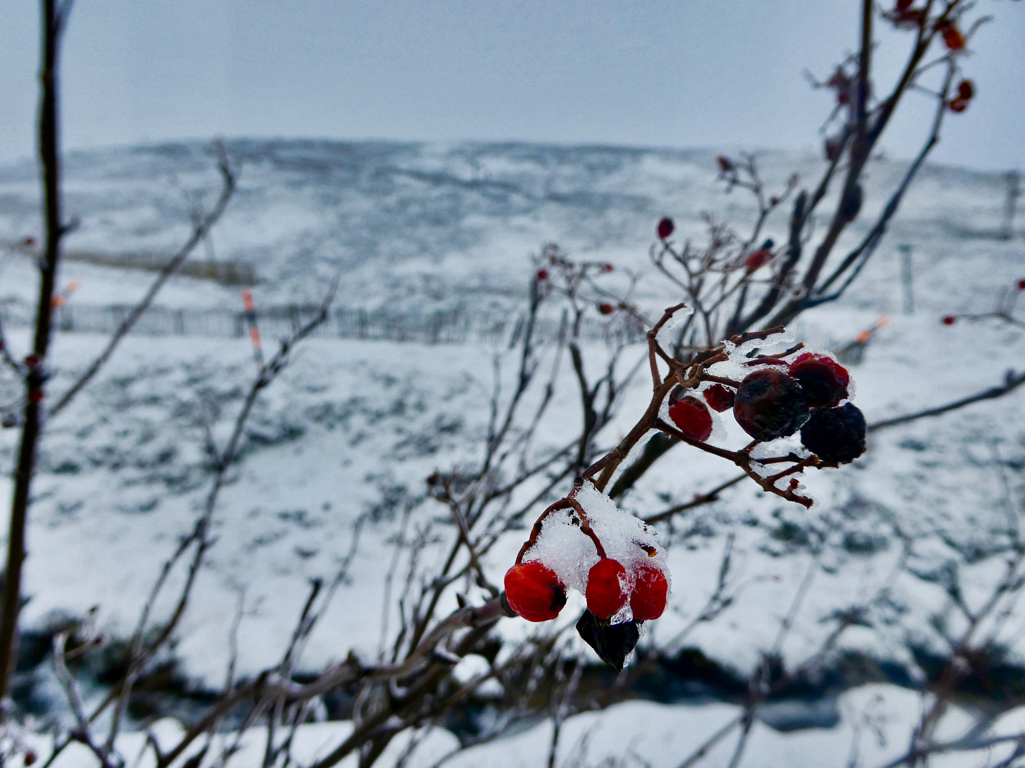 Panasonic Lumix DMC-ZS60 (Lumix DMC-TZ80) sample photo. Cairngorm mountain photography