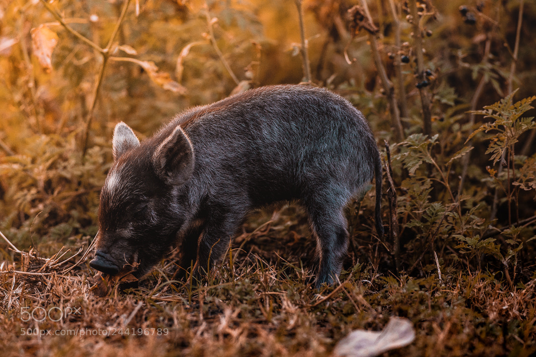 Sony a7R II sample photo. Baby boar photography