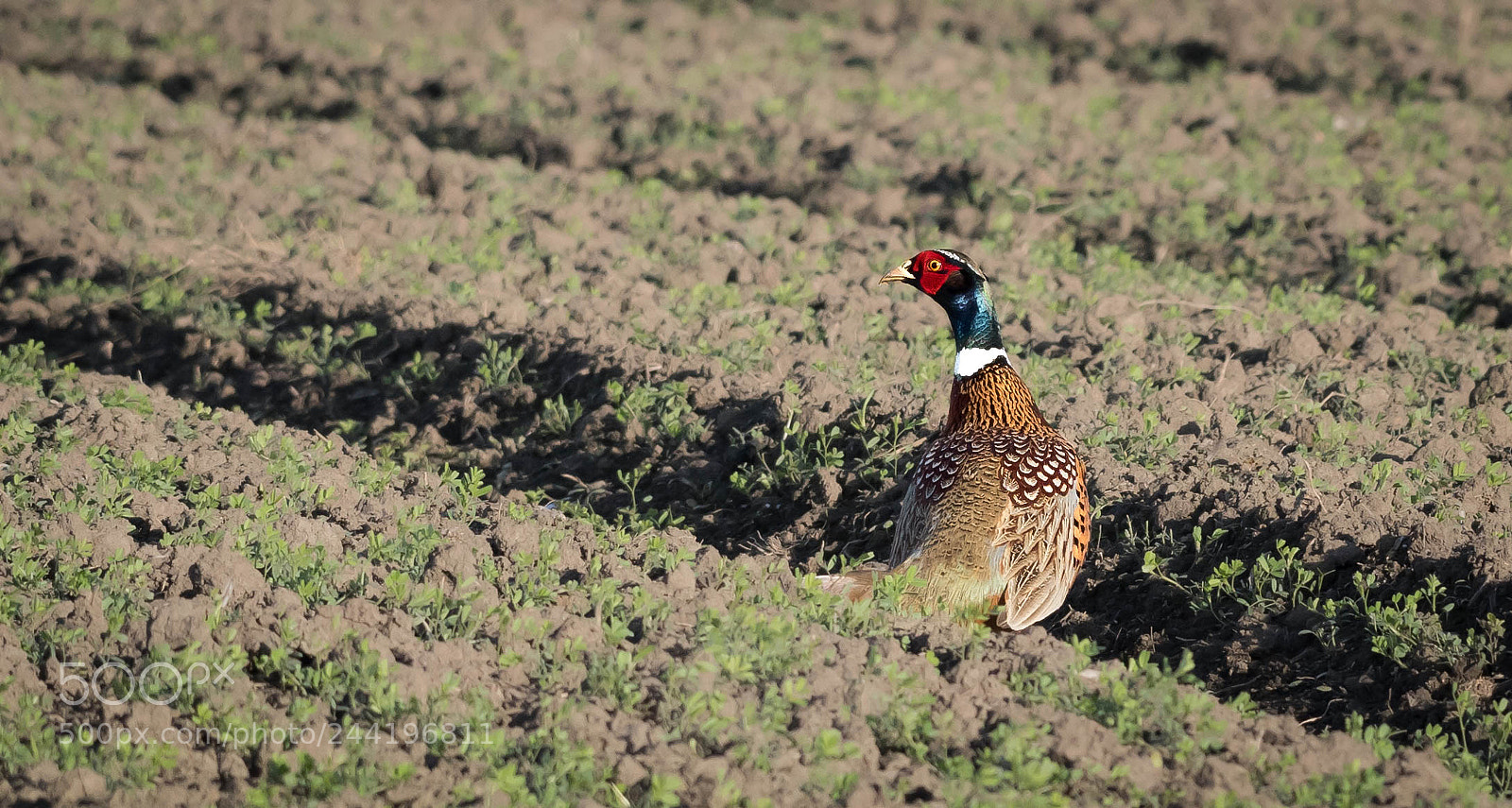 Nikon D810 sample photo. Ring-necked pheasant photography