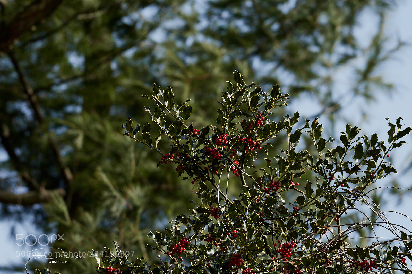 Nikon D500 sample photo. January sunshine photography